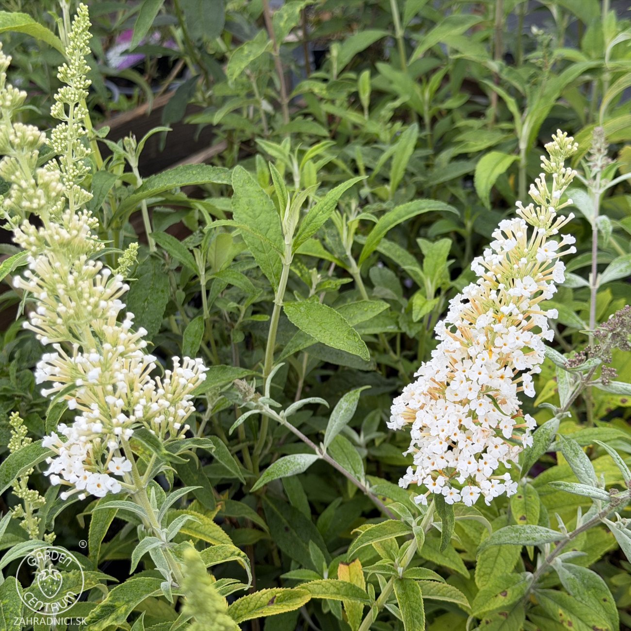 Obrázok Budleja Dávidova (Buddleja Davidii) ´WHITE FUSION´ - výška 20-30 cm, kont. C3L